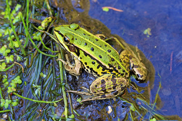 Teichfrosch - Wasserfrosch - Allgäu