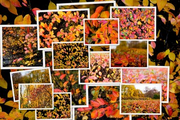 Fototapeta na wymiar Autumn collage showing different autumn pictures, Colorful background of fallen autumn leaves