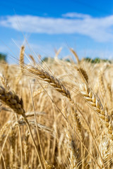 Wheat on the field. Plant, nature, rye.