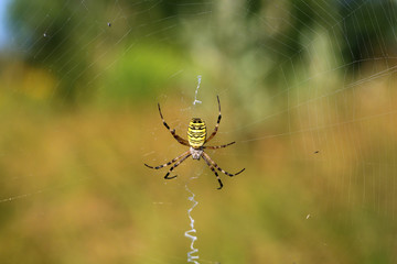 Wespenspinne - gelb - Tiger - Allgäu