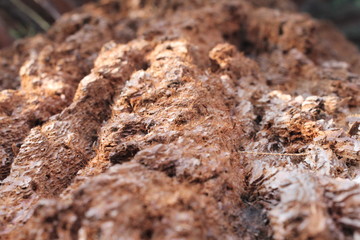 Mammutbaum Sequoioideae