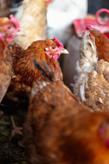 Chickens on the farm. Toned, style, color photo.