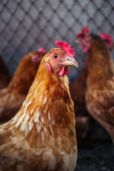 Chickens on the farm. Toned, style, color photo.