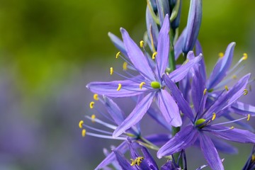 Close up of a purple camassia flower