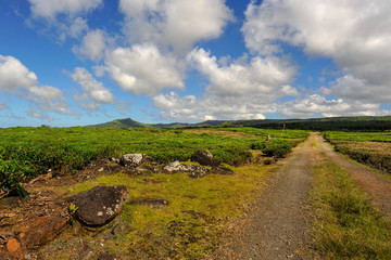 Plantation thé