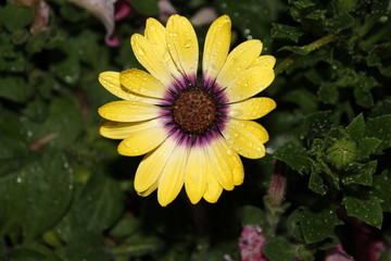 Nature's Blossom