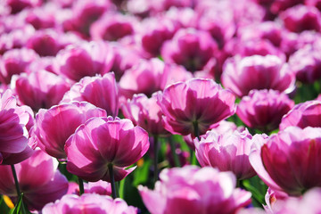 Obraz premium Pink tulip field
