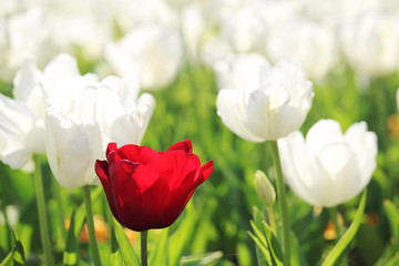 One bright red tulip in the field of white tulips in April