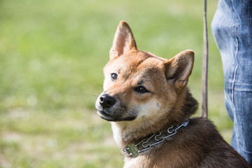 Portrait of a shiba dog living in belgium
