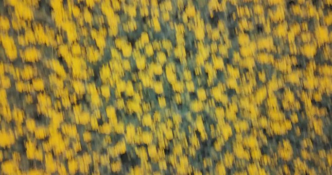 Beautiful Spring flower fields of color, energy and bloom. All shot in 4K, color graded and diversely picked to tell any story as needed. Wide, medium and close ups.