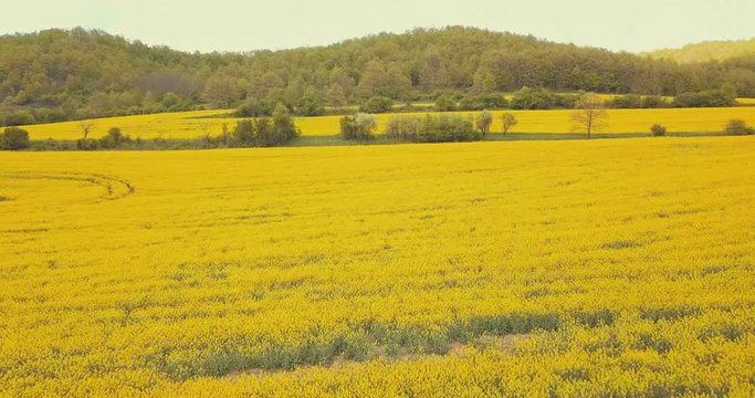 Beautiful Spring flower fields of color, energy and bloom. All shot in 4K, color graded and diversely picked to tell any story as needed. Wide, medium and close ups.