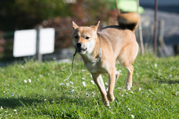 Portrait of a shiba dog living in belgium