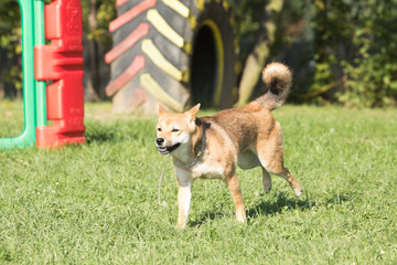 Portrait of a shiba dog living in belgium