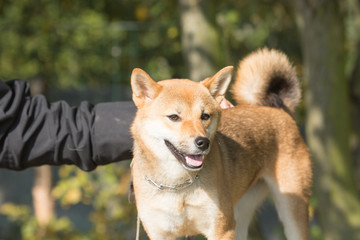 Portrait of a shiba dog living in belgium