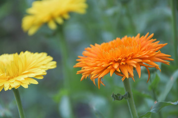 Closeup of calendula flowers in the garden