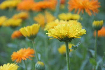Closeup of calendula flowers in the garden
