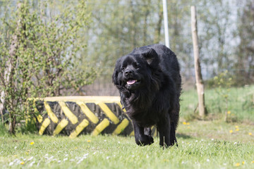 Fototapeta premium Portrait of a terre neuve dog living in belgium