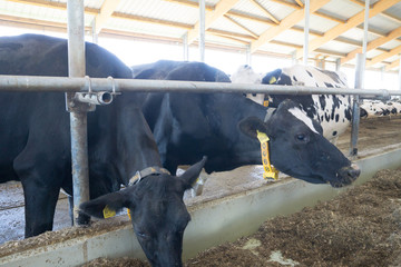Kühe im Stall