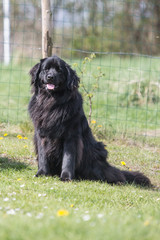 Fototapeta premium Portrait of a terre neuve dog living in belgium