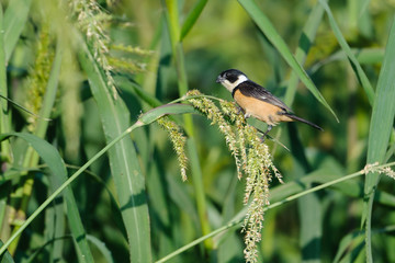 Male White-collared Seedeater (Sporophila torqueola) feeding on seeds in grasses at edge of Lake Chapala Jocotopec, Jalisco, Mexico