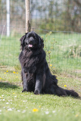 Fototapeta premium Portrait of a terre neuve dog living in belgium