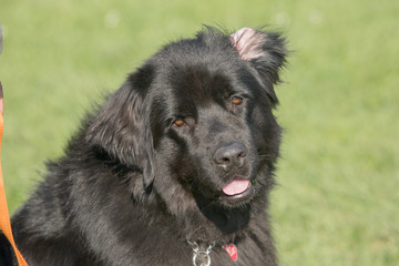 Portrait of a terre neuve dog living in belgium