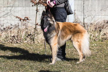 Portrait of a tervuren dog living in belgium