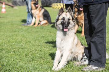 Portrait of a tervuren dog living in belgium