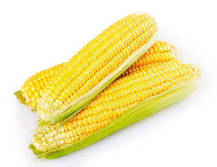 Fresh corn on white background