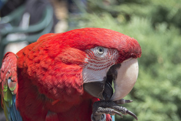 Close-up profile of the red parrot Ara Macao.