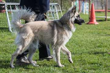 Fototapeta premium Portrait of a tervuren dog living in belgium