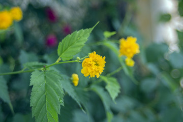 Garden bush with yellow flowers (Kerria japonica).