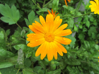 Orange flower with raindrops. (Calendula)