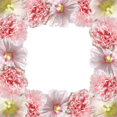 Beautiful floral background of mallow and carnation 