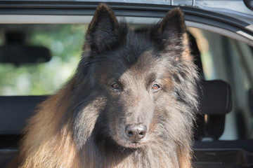 Portrait of a tervuren dog living in belgium - 215429832
