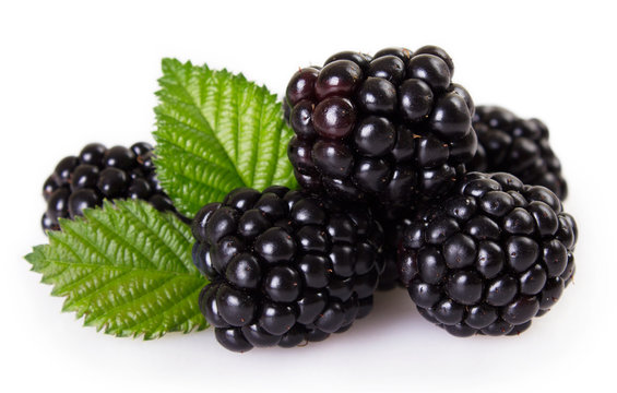 Fresh blackberry on white background