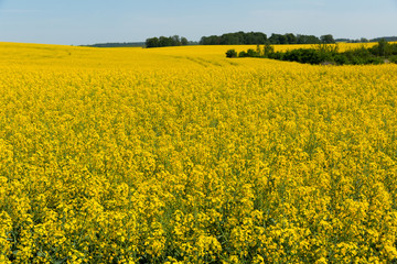 Fototapeta premium Flowering rape field with in the landscape in Poland