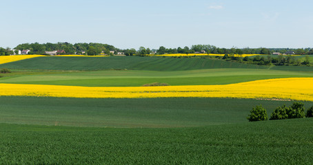 Fototapeta premium Flowering rape field with in the landscape in Poland