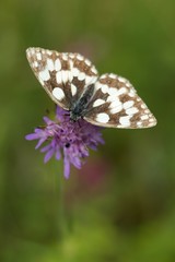 Butterfly on flower summer meadow background.