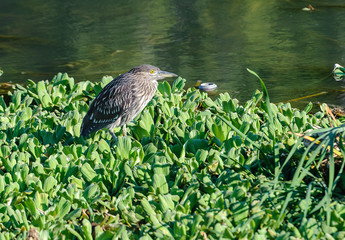 Immature Black-crowned Night Heron (Nycticorax nycticorax) along edge of Lake Chapala -  Jocotopec, Jalisco, Mexico