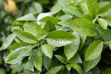 Green leaves of orange tree with raindrops floral pattern