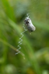 Background summer meadow countryside and flower.