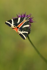 The summer butterfly Callimorpha quadripunctaria belongs to a smaller number of night butterflies...