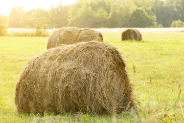 Round bales of hay under the hot sun on the field, livestock feed, agriculture, farm, beautiful natural background