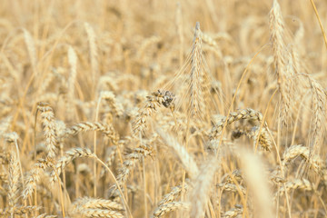 Ripe wheat on the field, a beautiful natural background of wheat, grain bread