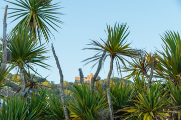 Obraz na płótnie Canvas Palm trees Palmen Dover Castle 