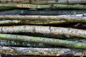 spilled pine logs are stacked on top of each other, in stacks, destruction of the forest, felling of trees, background of wood