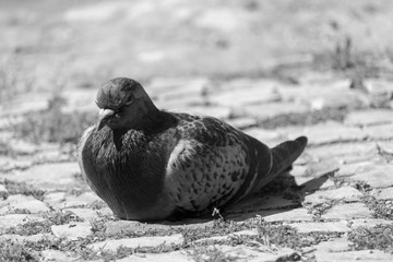 Relaxing pigeon 1 _ B&W