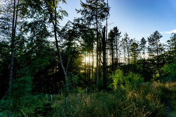 Sunset through woodlands
