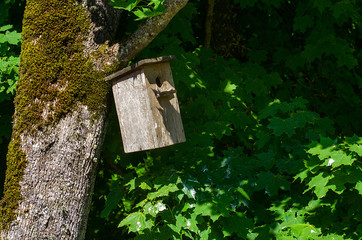 Old wooden nesting-box on tree in spring